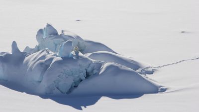 En isbjörn på ett snötäckt isberg utanför nordöstra Grönland den 1 juli 2021..