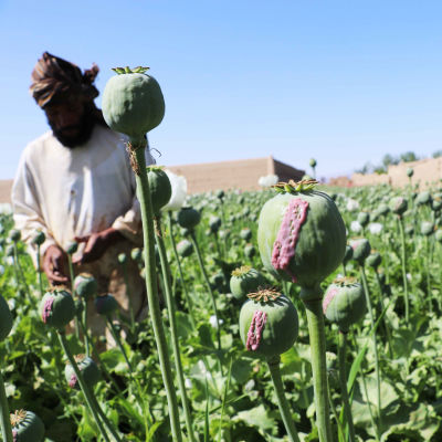 Afgaani viljelijät keräävät raakaa ooppiumia unikko kasvien kukinnoista.