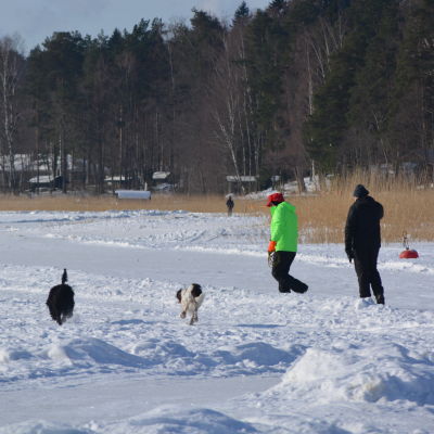 Par med hundar på promenad på isen.