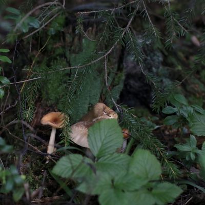 En bild på en svamp i skogen. 