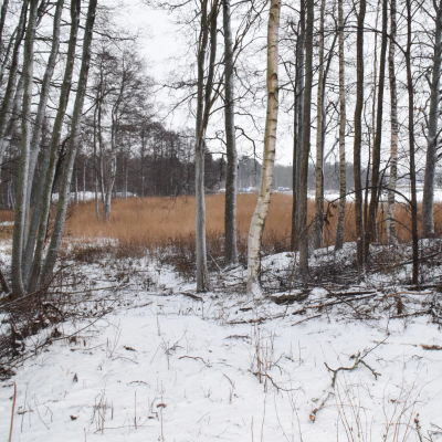 En vintrig bild över en planerad friluftsled i Ekenäs. Nu finns där enbart vass och träd.