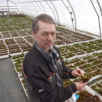 Ismo Ruutiainen esittelee mansikantaimia kasvihuoneessa.
