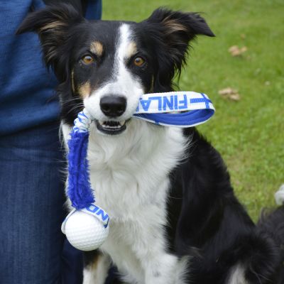 Tokon maailmanmestari, bordercollie Zip.