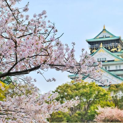 Etualalla kukkiva kirsikkapuu, taustalla historiallinen Osakan linna.