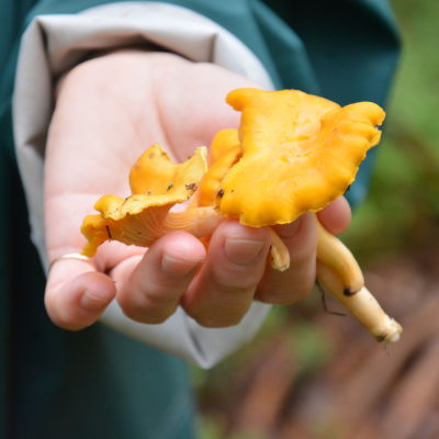 Kantareller