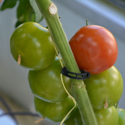 En röd tomat i en klase med gröna tomater.