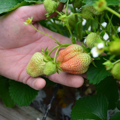 En person håller upp några ofärdiga jordgubbar.