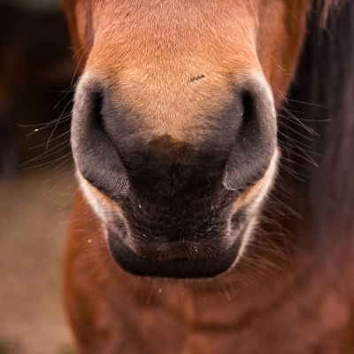 Närbild på en brun hästs mule