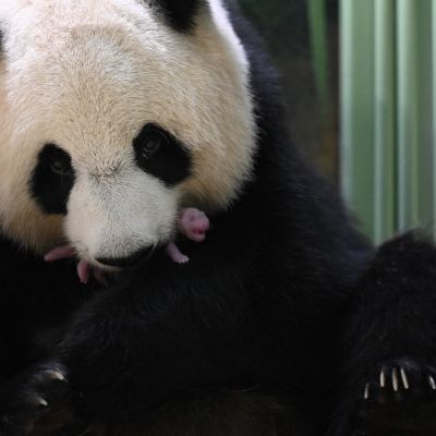 Beauvalin eläintarhassa Ranskassa syntyneet  pandakaksoset täyttivät yhden kuukauden