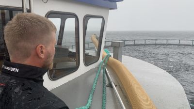 En man står ute på en fiskarbåt och matar fiskar i en odling.