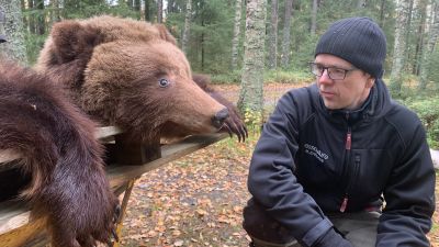 En man med mössa och glasögon står på huk intill en björnfäll ute i skogen.