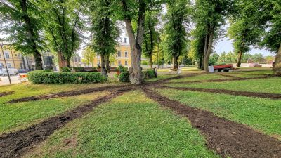 Marken kring ett träd har grävts upp i långa linjer som börjar vid trädroten.