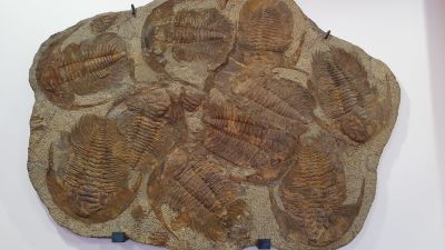 Fossiliserade trilobiter.