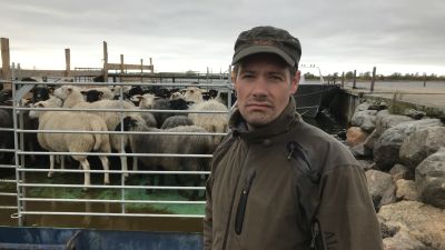 Fårfarmare Jonas Nord för hem får från sommarbetet på holmar i Björkö skärgård.