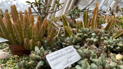 Kaktusar på ett bord i botaniska trädgården i Åbo. I förgrunden en skylt med artnamn.