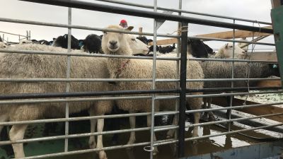 Får på en pråm i Svedjehamn. Fåren hämtas hem till Björkö från holmar ute i skärgården.