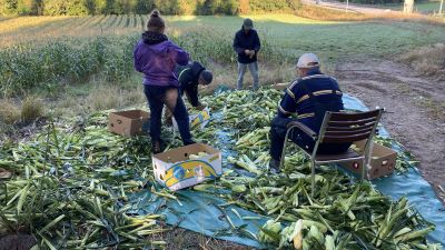 Fyra personer rensar och packar majs vid en majsodling.
