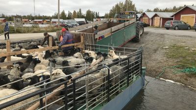 Får på en pråm i Svedjehamn. Fåren hämtas hem till Björkö från holmar ute i skärgården.