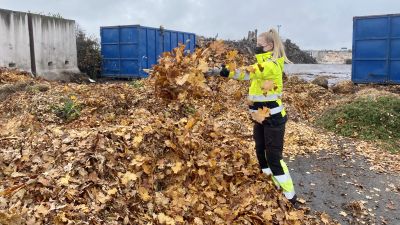 En kvinna i gul arbetsdräkt kastar löv i luften.