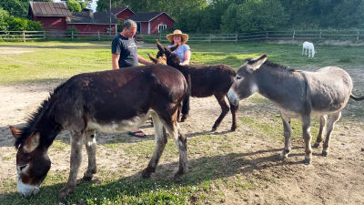 Heikki och Outi Tukkila klappar sina åsnor