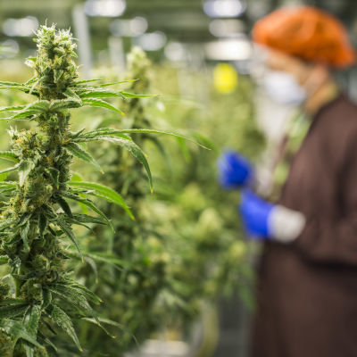 Cannabisplantor växer i ett växthus i Markham, Kanada. I bilden syns också en anställd vid bolaget Medreleaf som producerar medicinsk cannabis i Kanada.