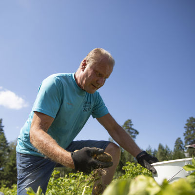 Perunanviljelijä Ilkka Karjala nostaa perunaa maasta pellolla Tammelassa.