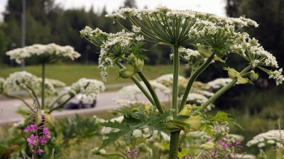 jätteloka i naturen bredvid en landsväg