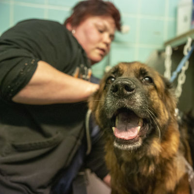 Minna Koso pesee saksanpaimenkoiraa pesuhuoneessa. Koira on laitettu teräksiseen pesualtaaseen.