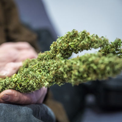 hannu Hyvönen pitää Kannabis-kasvia kädessään käräjäoikeus salin edessä.