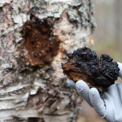 Pakurikäävän istutus eli ymppäys voi tarjota metsänomistajalle vaihtoehtoisen tavan tehdä tuottoa