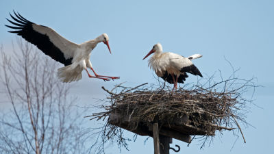 Vit stork försöker häcka i Koskis.