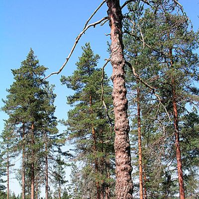 Mukuramänty metsässä.