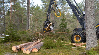 Gallring intill Maxmo dansbana.