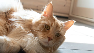 En ljus långhårig katt ligger i solsken på ett golv och tittar in i kameran med sina gröna ögon.