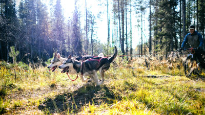 Två huskyn tränar i en höstig skog. Hundarna drar en cyklande person.