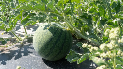 En grön rund vattenmelon som växer i plantan.