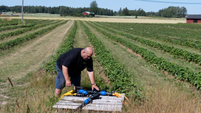 En man vid en droppbevattningsstation intill en grön jordgubbsåker.