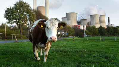 En ko på bete vid kolkraftverket i Berheim, Tyskland. Kolkraftverken hör till de största klimatbovarna i EU med stora utsläpp av koldioxid som bidrar till den globala uppvärmningen.