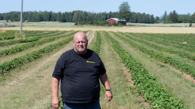 En man står i ett grönskande jordgubbsland.