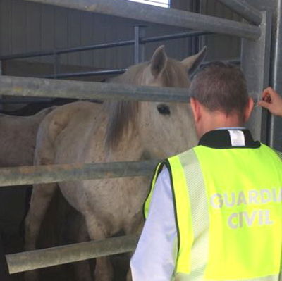 Man från Guardia Civil och Europol inspekterar en häst.