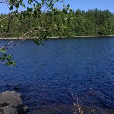 Pielisen vesistöä, koivu.