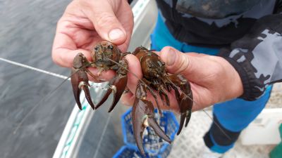 två signalkräftor som en fiskare håller i i sin hand medan han står i en fiskebåt i vattnet