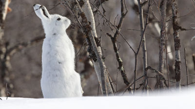 Metsäjänis tunturikoivikossa Kilpisjärvellä toukokuussa.