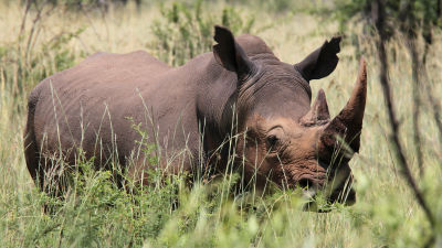 Noshörning i Pilanesberg National Park.