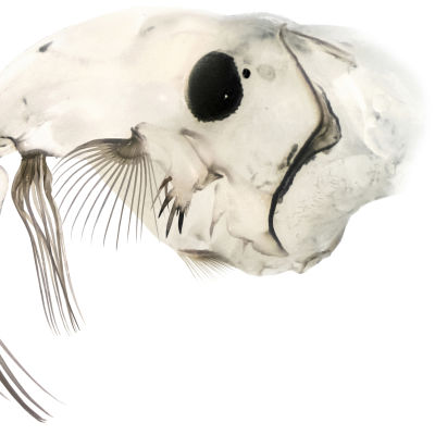 Chaoborus posio -sulkahyttysen toukan pää sivulta kuvattuna.
