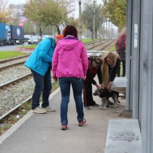 RRescueyhdistys Kulkurit ry:n kolme naista löytävät koiran bussipysäkiltä Romaniassa