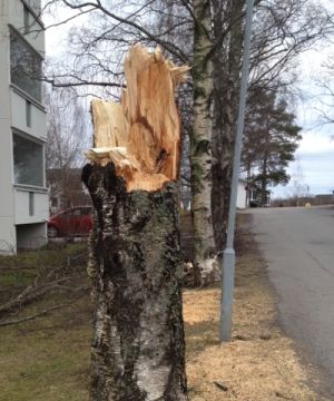 Salamaniskemän koivun tynkäkanto Ylöjärvellä asutuksen keskellä keväällä 2015