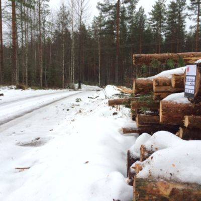 Puupino metsäautotien varrella.