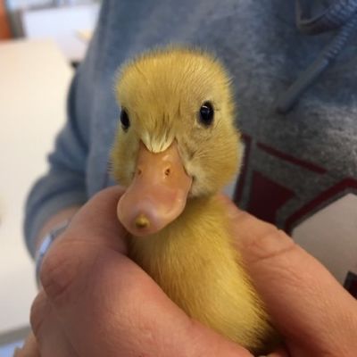Ankanpoikanen kädessä
