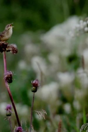 Pensasirkkalintu laulaa niityllä kuivaneen ohdakkeen nokassa.